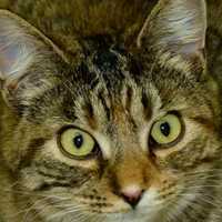 <p>Meet Dorothy, one of the cats waiting to be adopted at Animals in Distress in Wilton.</p>