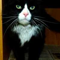 <p>Fred Astaire, available for adoption through Animals in Distress in Wilton, loves chin scratches.</p>