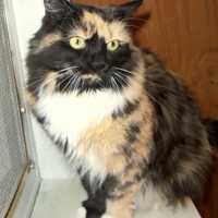 <p>You can adopt Gypsy, a &quot;mellow&quot; torti/calico female from Animals in Distress in Wilton. </p>