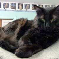 <p>Sammy, a cat with special needs, is waiting for his forever home. </p>