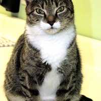 <p>Tigger, an affectionate female tabby, is one of many cats available for adoption at Animals in Distress in Wilton.</p>