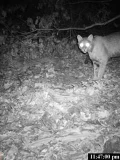 Wildlife Conservationist Presenting Talk On Bobcats At Trumbull Library