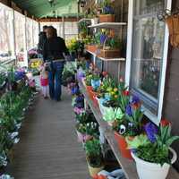 <p>Hilltop Farms in Croton is decked out with Easter flowers. </p>