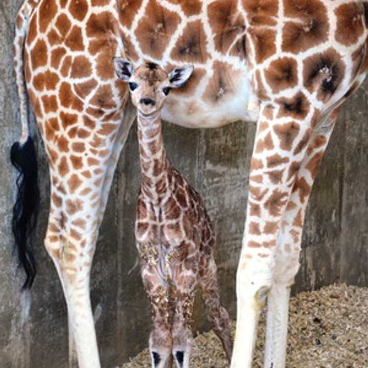 The baby giraffe was born in March at the LEO Zoological Conservation Center in Greenwich. 