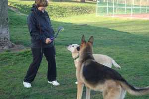 Port Chester Proposes New Dog Park In Abendroth Park