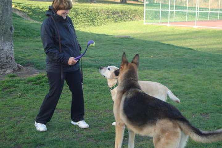 Port Chester Proposes New Dog Park In Abendroth Park