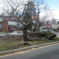 <p>In Yonkers, Park Hill residents were outraged when private contractors cut down parts of a Rumsey Road tree to make way for a red light camera in 2015.</p>