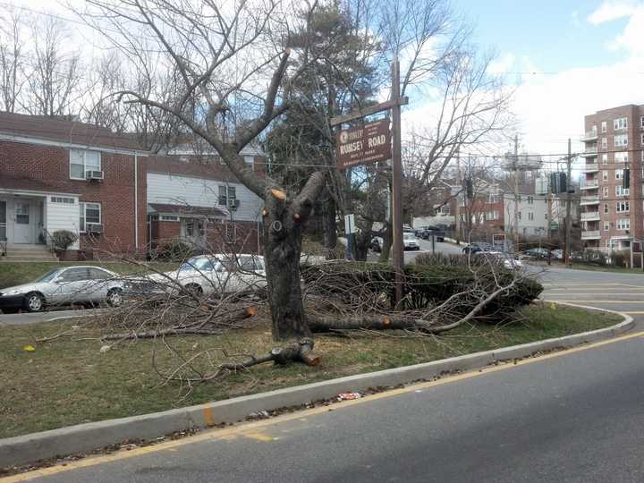 Park Hill residents said they were outraged after private contractors cut down parts of a Rumsey Road tree to make way for  red light camera last week. 