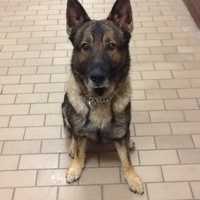 <p>Rocky, was a K9 member of the New Canaan Police Department from November to April. He died during training on Sunday. </p>