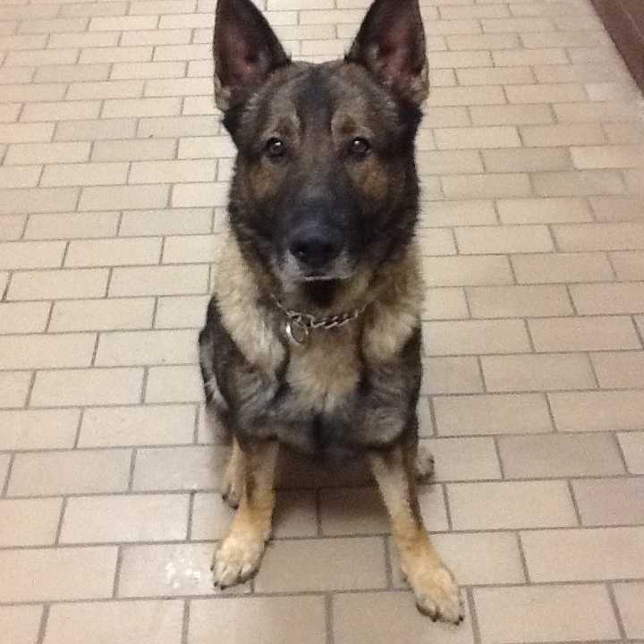 Rocky, was a K9 member of the New Canaan Police Department from November to April. He died during training on Sunday. 