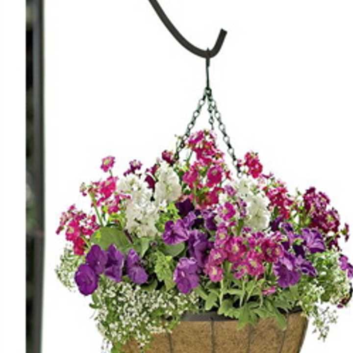 The Pelville Beauti?cation Committee is seeking $25 donations to continue the Village of Pelham&#x27;s tradition of hanging baskets alive.