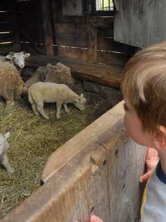 Sheep-To-Shawl Kicks Off Spring At Sleepy Hollow's Philipsburg Manor