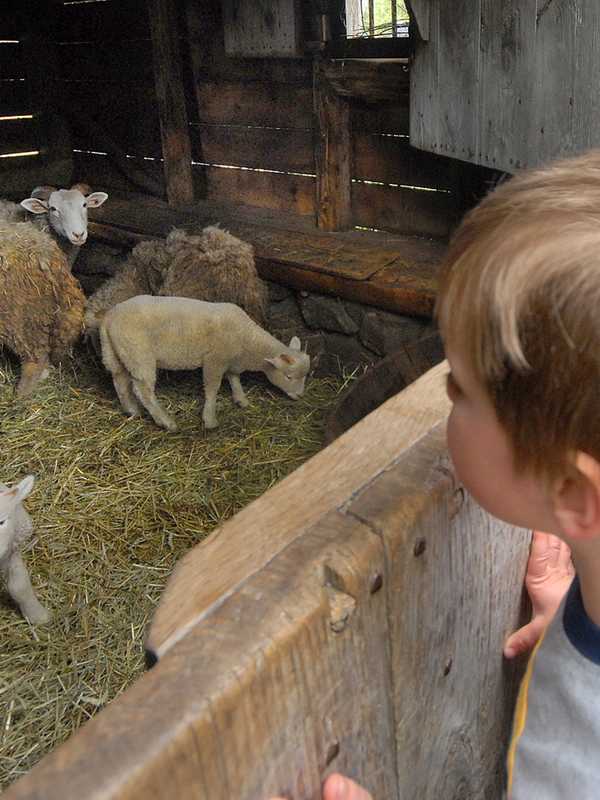 Sheep-To-Shawl Kicks Off Spring At Sleepy Hollow's Philipsburg Manor