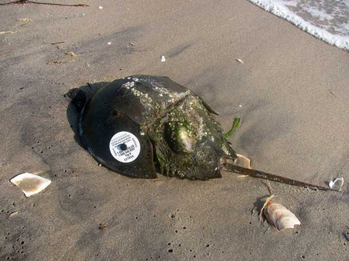 The Maritime Aquarium at Norwalk is looking for volunteers to help with a project to tag horseshoe crabs in Long Island Sound.