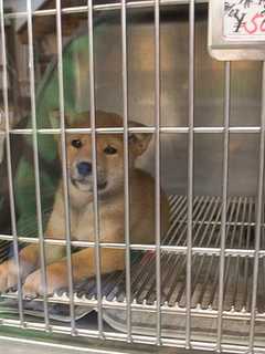 Putnam Lawmakers Study Pet Abuse Registry Law