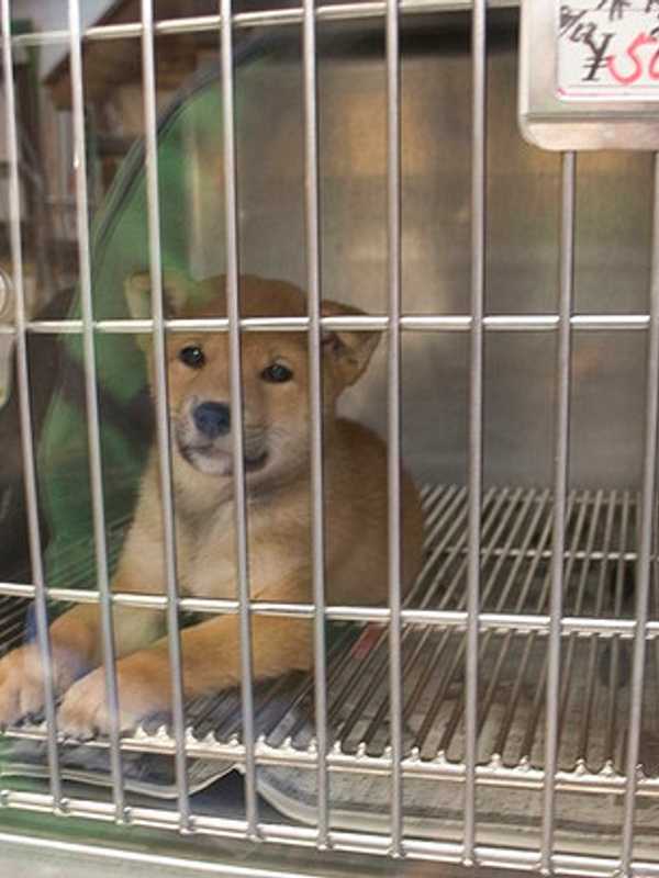 Putnam Lawmakers Study Pet Abuse Registry Law