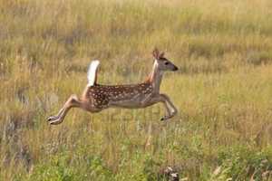 Bow Hunting Plan Tops Rye's News This Week