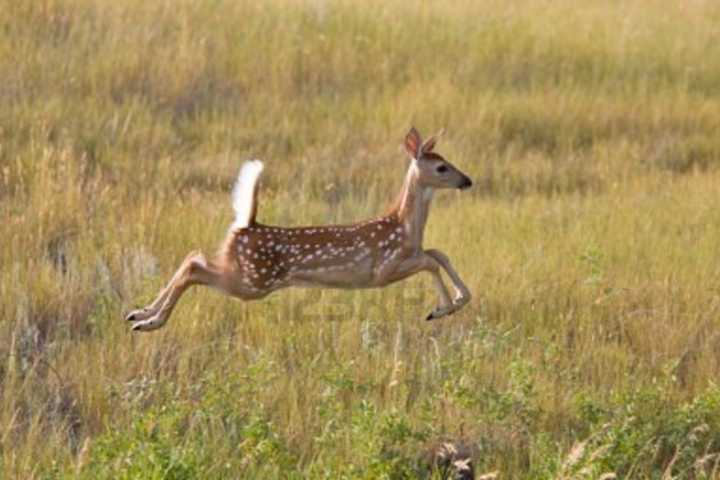 Bow Hunting Plan Tops Rye's News This Week