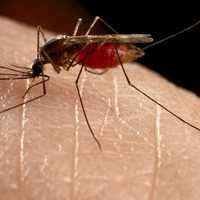 <p>Mosquitoes can carry the deadly West Nile virus.</p>