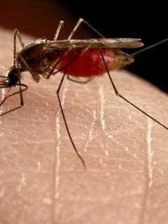 New West Nile Cases Detected In Norwalk, Stamford, Danbury