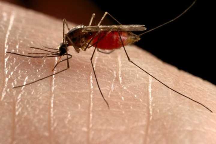 Mosquitoes can carry the deadly West Nile virus in Eastchester.