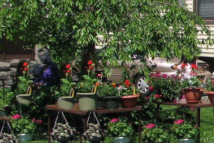 There will be a wide variety of foliage and goods at the Eastchester plant sale. 