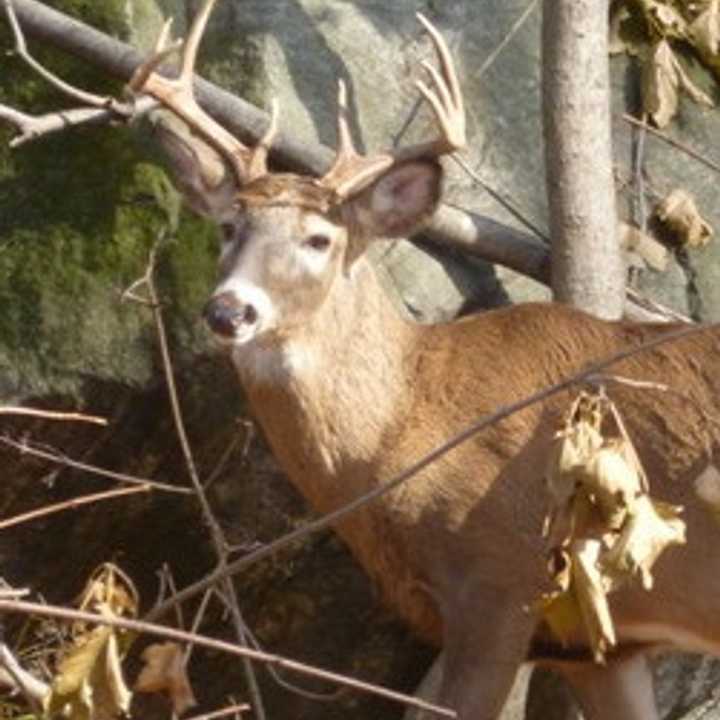 NYS Police issued an &quot;antler alert&quot; for Westchester County drivers. 