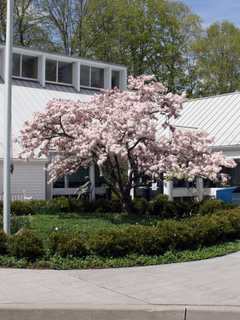 North Salem Library Invites Entries For Fair Poster Contest