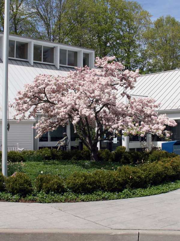 North Salem Library Invites Entries For Fair Poster Contest