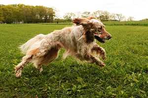Putnam County SPCA Has Annual Fundraising Dinner 