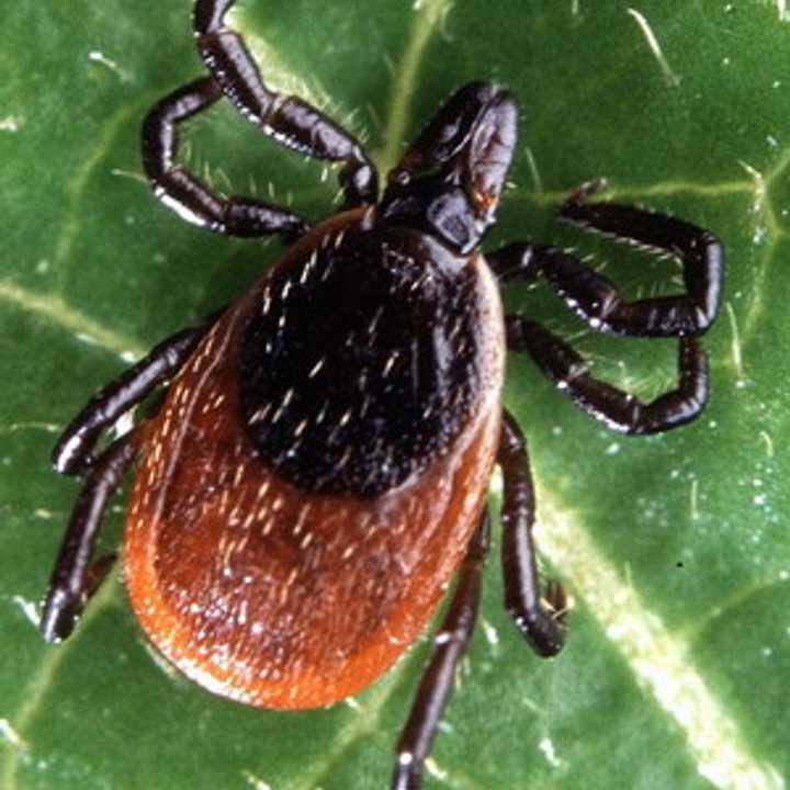 Connecticut officials found more Lyme disease and other diseases in ticks last year.