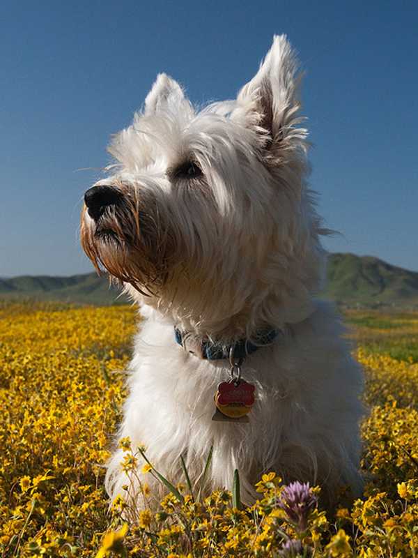 Norwalk Reminds Pet Owners To Pick Up New Dog Licenses
