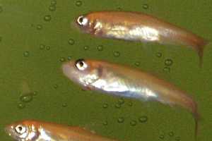 County Gives Away More Minnows To Prevent West Nile Virus