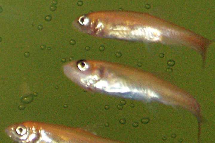 County Gives Away More Minnows To Prevent West Nile Virus
