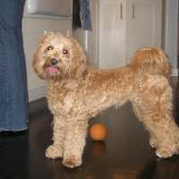 <p>Ruby who went missing in Chappaqua.</p>