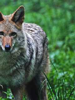Dog Reportedly Attacked, Bitten By Two Coyotes In Easton