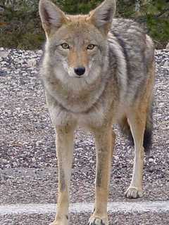 Coyote Seen Walking Slowly In North Castle