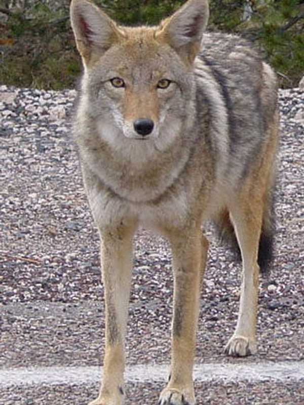 Coyote Seen Walking Slowly In North Castle