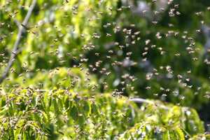 Bee Stings Knock NJ Man, 20, Unconscious