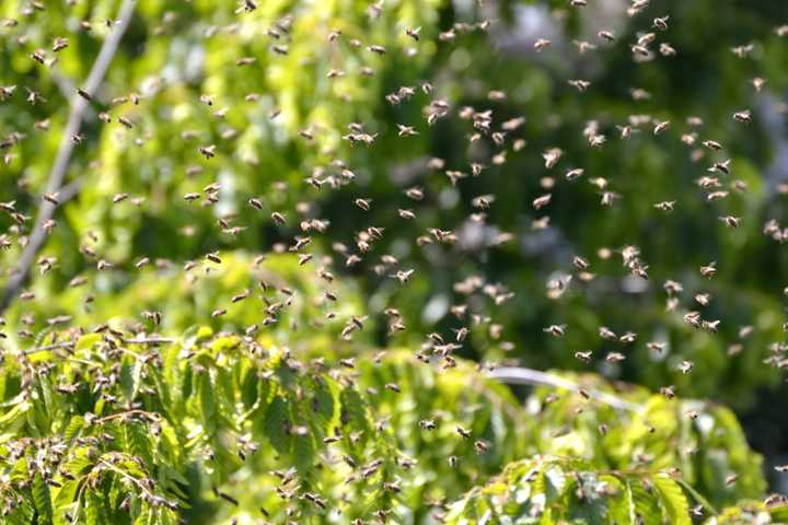 Bee Stings Knock Bergen Man, 20, Unconscious