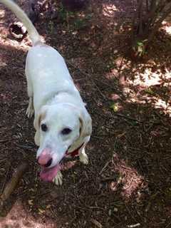 Dog Goes Missing In North White Plains