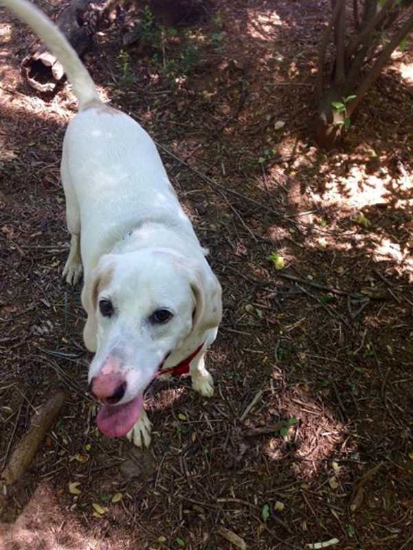 Dog Goes Missing In North White Plains