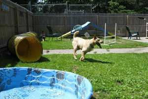 Bedford Kennel Invites Public To Its 95th Birthday Party