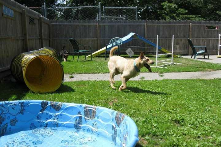 Bedford Kennel Invites Public To Its 95th Birthday Party