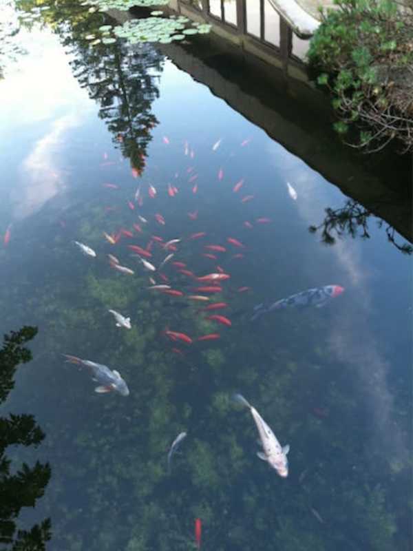 Caretaker Tends To Koi Pond Behind Old Central Valley Restaurant