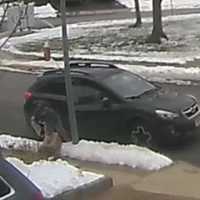 VIDEO: Bergen Animal Shelter Worker Seen Abandoning Kitten
