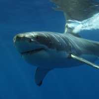 10-Foot Great White Shark Spotted Off New England Coast