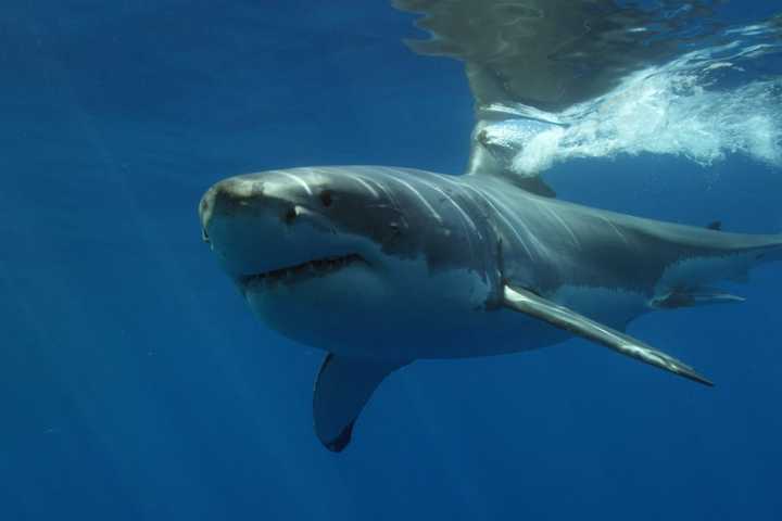 10-Foot Great White Shark Spotted Off Mass. Coast