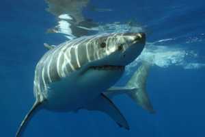 Shark Bites Another NY Lifeguard