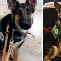 SEEN HER? Reward Boosted For Missing Sussex County Seeing Eye Dog